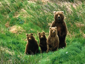 Funny animals of the week - 28 February 2014 (40 pics), bear family