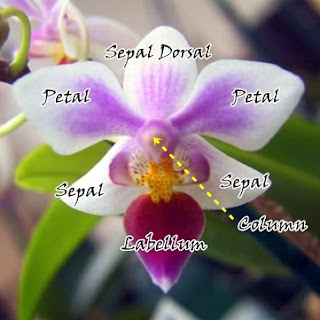 Orchid Morphology El Filaha