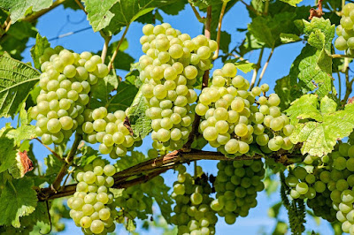 10 secrets found in grapes - curedplace