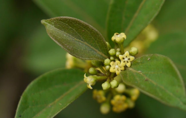 Il caffè verde, un dimagrante naturale  Luca Avoledo - Salute,  alimentazione e rimedi naturali