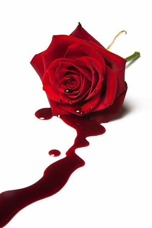 [HD] La rosa venenosa 2019 Ver Online Castellano