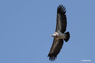 Image of Long-billed Vulture photographed by Sudipto Roy.