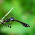 Any Awesome Insect Macro Photography at Home