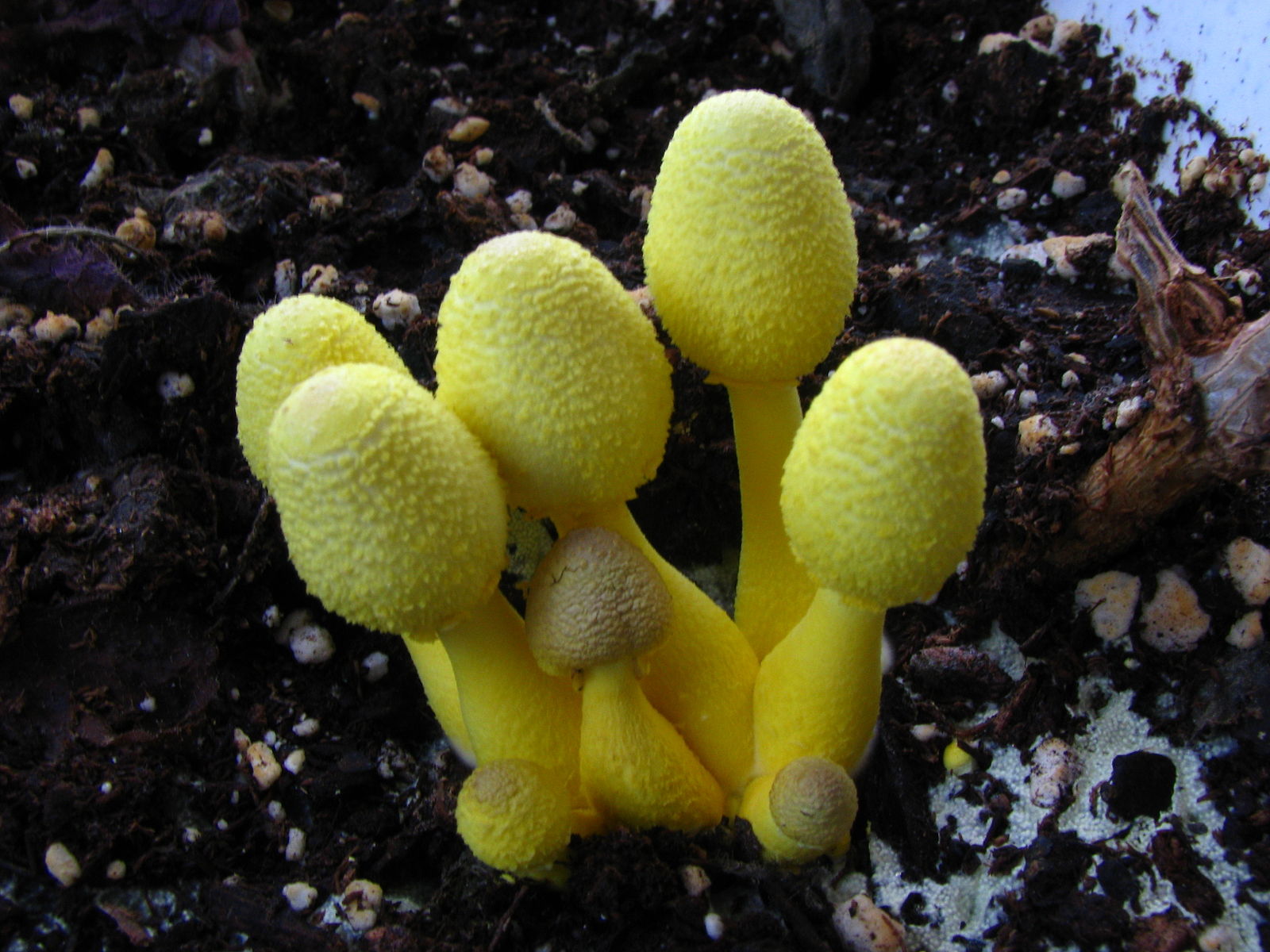 Springfield Plateau Yellow  Mushrooms  and Houseplants