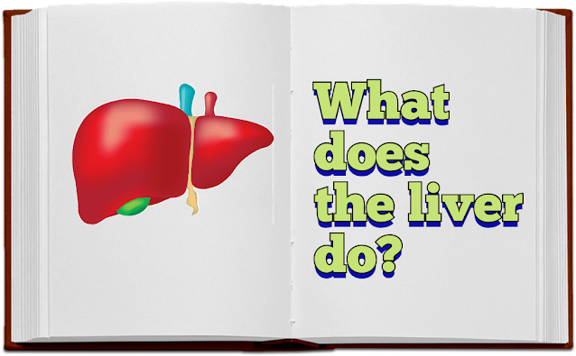 What does the liver do