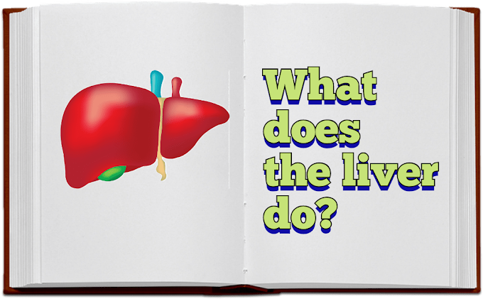 what does the liver do?