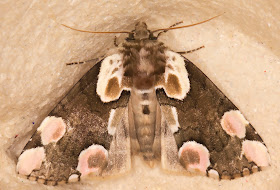 Peach Blossom, Thyatira batis.  Thyatiridae.  In my garden light trap in Hayes on 7 June 2014.