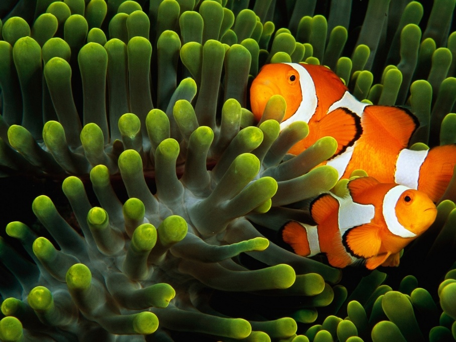 Pemandangan di Bawah Laut