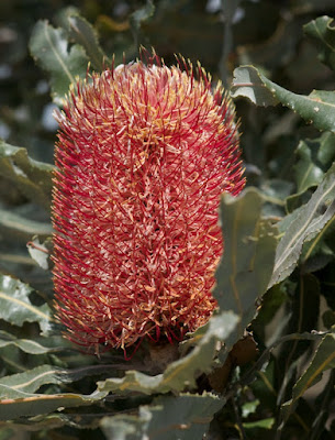 Firewood Banksia (Banksia menziesii)