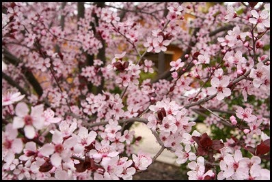 plum7
