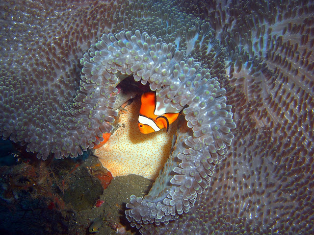 Reef fish, tulamben, bali, indonesia