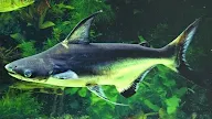 Ikan Patin ( Pangasius pangasius)