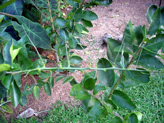 lemon tree branch