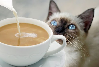 mèo và cà phê
