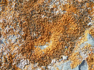 Xanthorie élégante - Xanthoria elegans