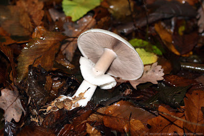 Agaric des bois (agaricus silvicola), attention aux risques de confusion avec certaines amanites très toxiques