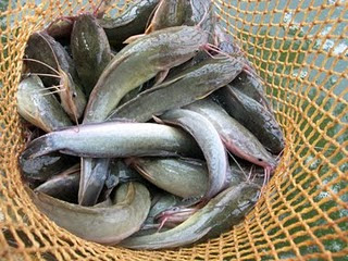 PEMANFAATAN TEPUNG GANYONG DAN LIMBAH TULANG IKAN LELE SEBAGAI MAKANAN OLAHAN KAYA GIZI