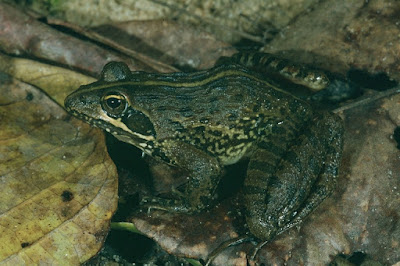 Amietia angolensis