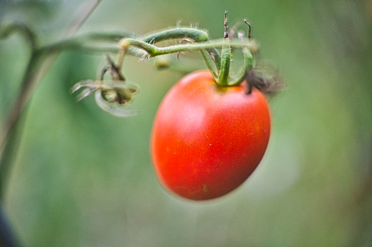 Täglich ein Bild — 18.09.2022 — 261.Tag — Bild #261 — Letzte Tomaten