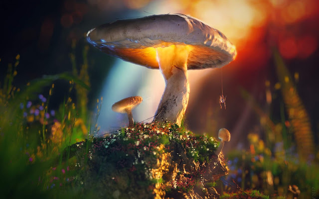 Mushroom, Plants, Macro, Artist, Artwork, Digital Art, Hd, 4k, 3D Images