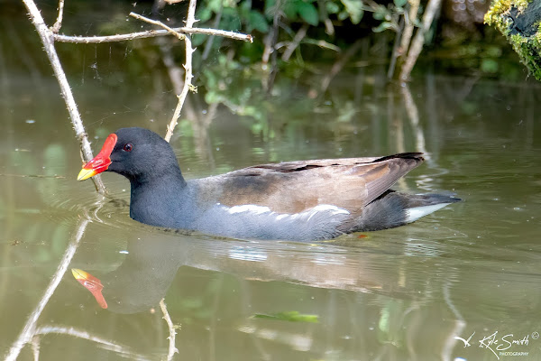 Moorhen