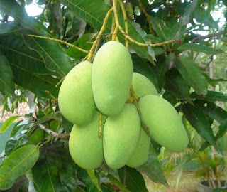 Efficacy of Mango For Healthy Body