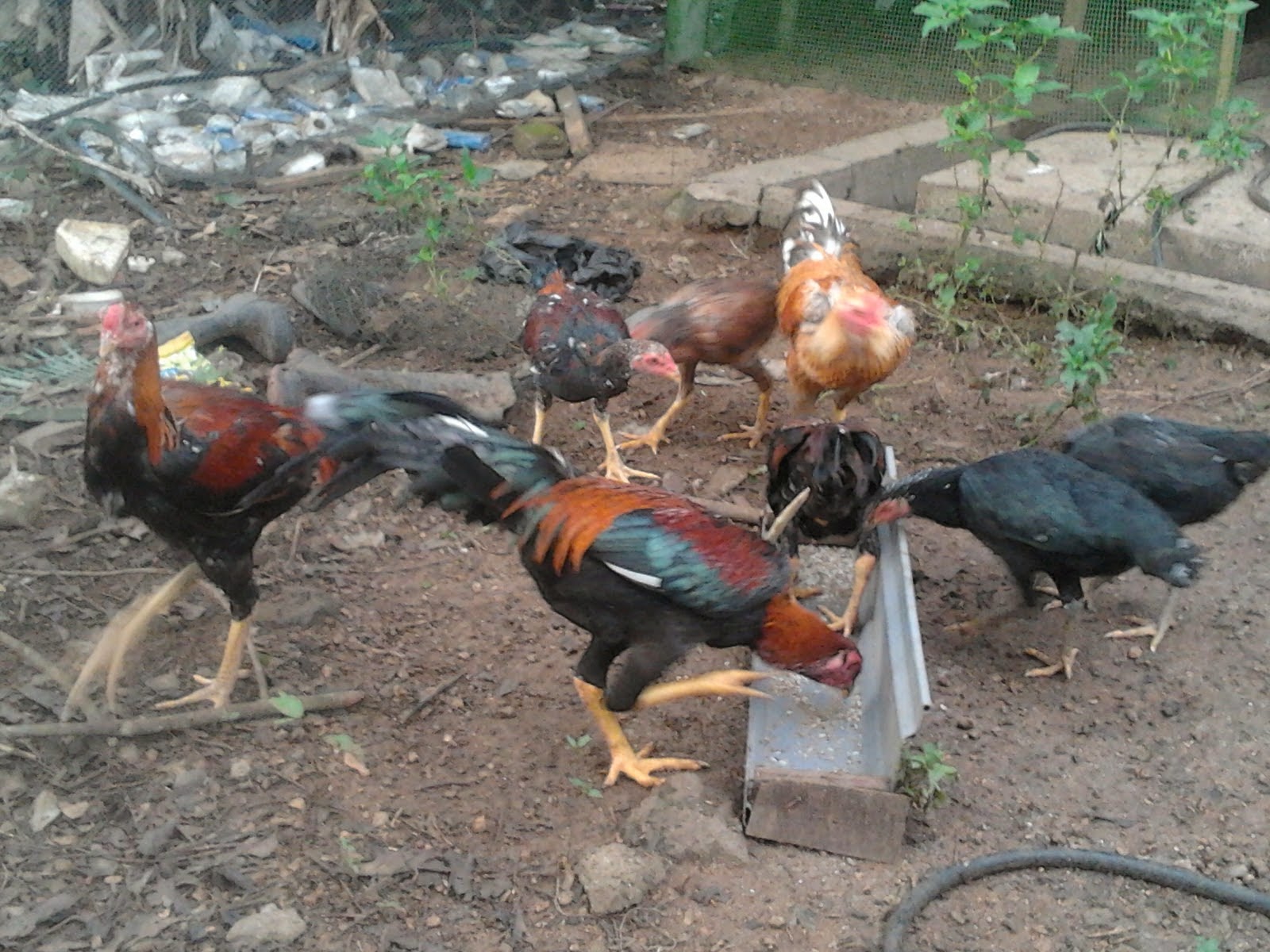 Pengertian Ayam  Kampung Bisnis Ayam  Kampung