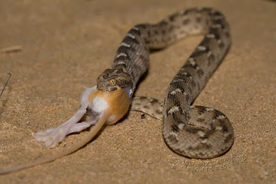 Saw Scaled Viper" One of the most enigmatic of the big four dangerous snakes of India