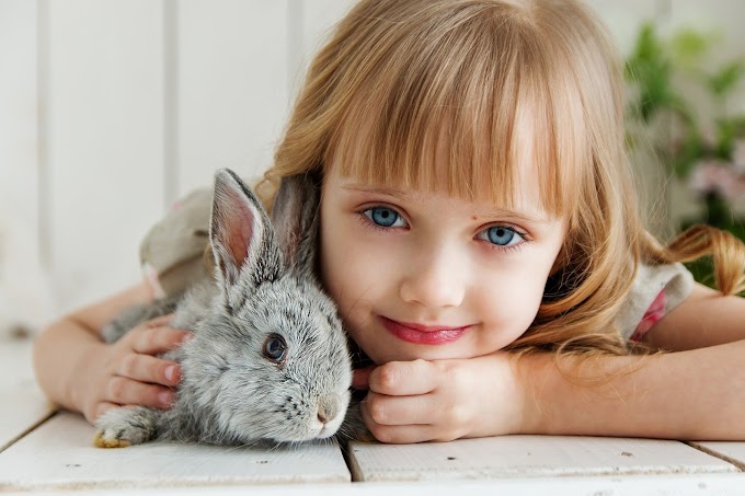 What to feed a wild baby rabbit