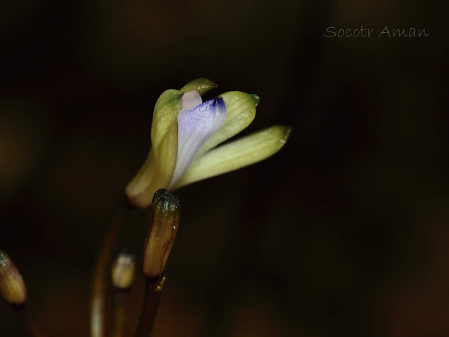 Lecanorchis nigricans