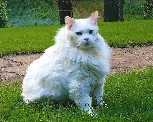 sitting on grass