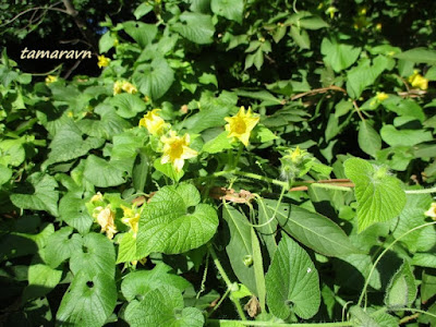 Тладианта сомнительная (Thladiantha dubia)