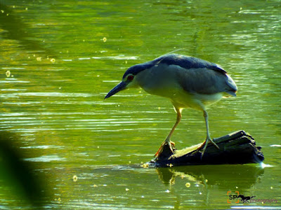 Night Heron