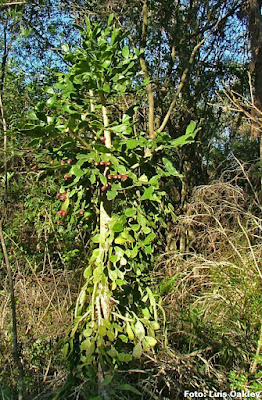 Tuna arbórea (Brasiliopuntia schulzii)