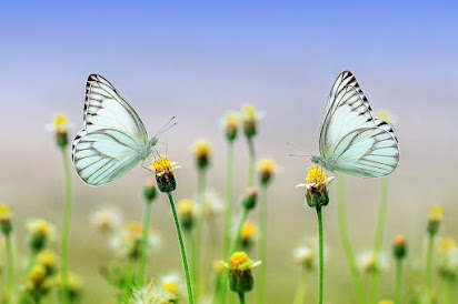 https://pixabay.com/photos/butterflies-flowers-pollinate-1127666/
