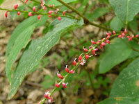 紅白の「みずみき」の花