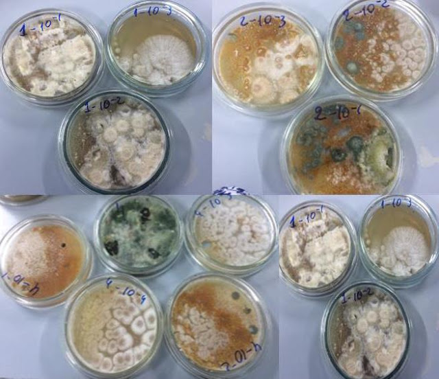 The initial inoculates of the parasitic fungus C. parasitica, isolated from the infected chestnut trees.