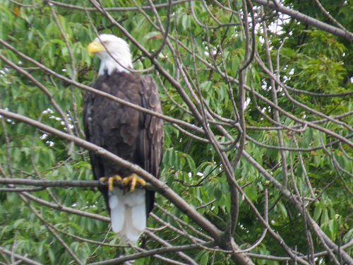 bald eagle