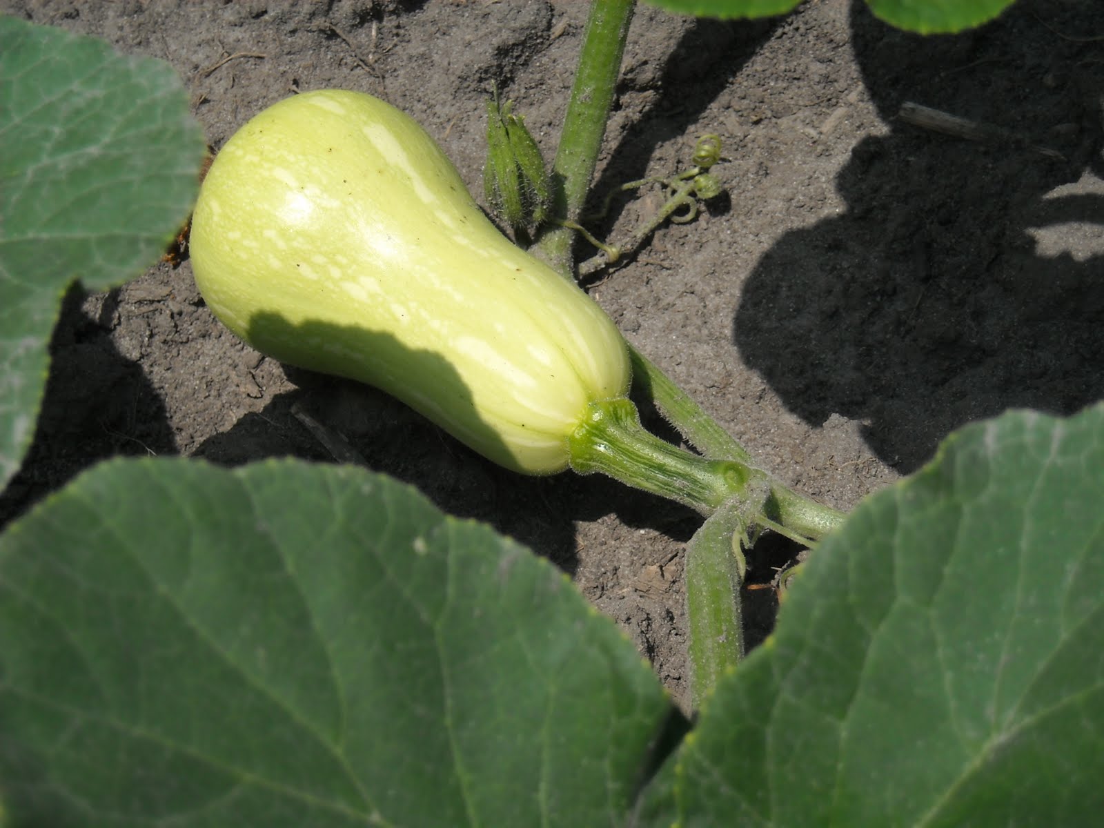 Types Of Summer Squash