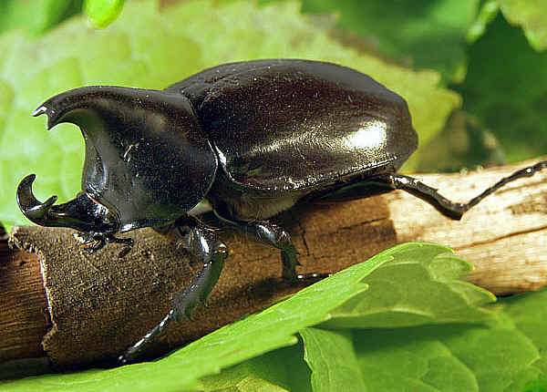 Jendela Hewan: Mengenal Kumbang, Serangga Unik Bertanduk