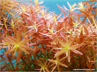 gambar-Rotala-Rotundifolia-tanaman-aquascape-stem