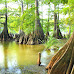 Here's an overview of the Bald Cypress (Taxodium distichum)