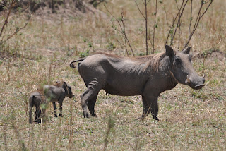 Female Warthog and its babies