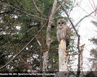 Barred Owl – Hay River, PEI – Dec. 18, 2014 – © Sandra Meade