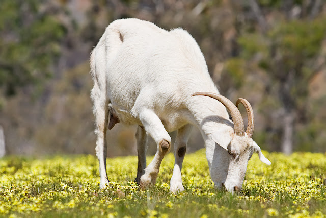 Beautiful,cute  white goat ,stand on green ,long and beautiful Grass ground,goat eating grass wallpapers,pitchers,images  