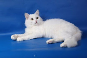 Amazing Cat Transformation Seen On www.coolpicturegallery.us