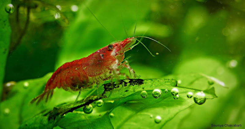 Freshwater-Aquarium-Shrimp