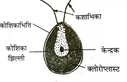 Parts of a Cell,जीवद्रव्य (Protoplasm)क्या है?,Physical Properties,Nature,Chemical composition of Protoplasm|hindi