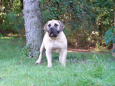 Boerboel