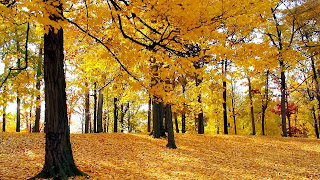 Autumn Trees - Nature Wallpaper
